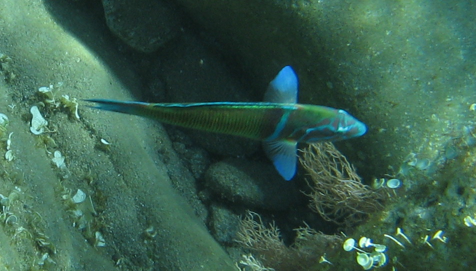 Thalassoma pavo